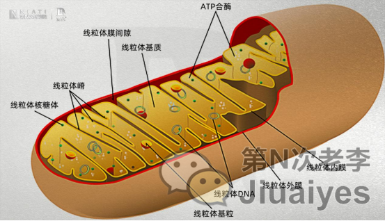 什么是男性生殖抗衰?