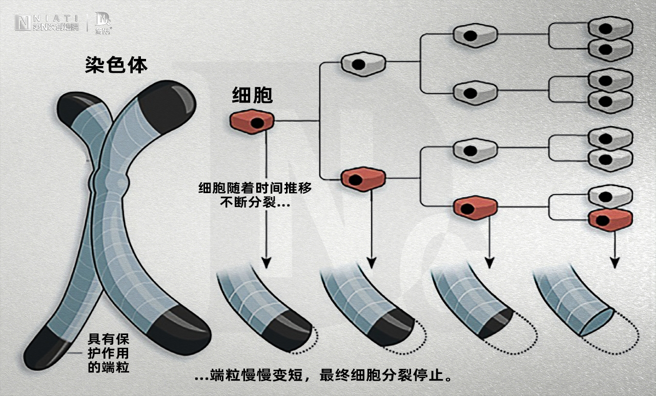 什么是男性生殖抗衰?